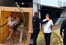 Covardia em plena rua: homem é preso após agredir cachorro com tapas em SC