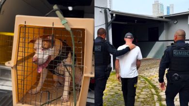 Covardia em plena rua: homem é preso após agredir cachorro com tapas em SC