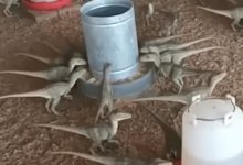 “Mini dinossauro” por R$ 500? Golpe com IA quase faz homem cair na armadilha