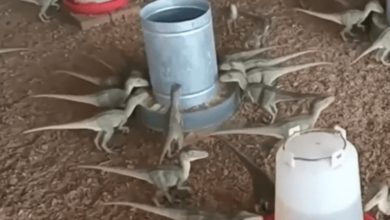 “Mini dinossauro” por R$ 500? Golpe com IA quase faz homem cair na armadilha