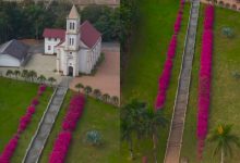 Azaleias transformam escadaria histórica de Timbó em um verdadeiro corredor cor-de-rosa