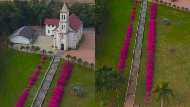 Azaleias transformam escadaria histórica de Timbó em um verdadeiro corredor cor-de-rosa