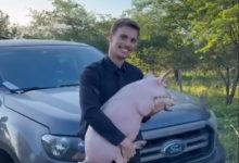 Em vez de dinheiro, cliente paga advogado com um porco