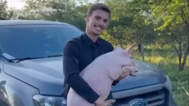 Em vez de dinheiro, cliente paga advogado com um porco