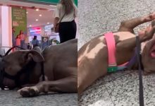 Medo ou preconceito? Pitbull assusta com focinheira, mas conquista carinho ao ficar sem acessório em shopping