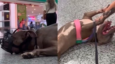Medo ou preconceito? Pitbull assusta com focinheira, mas conquista carinho ao ficar sem acessório em shopping