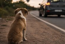 Até 18 meses sem dirigir: Câmara dos Deputados aprova suspensão da CNH para quem abandonar animais na rua