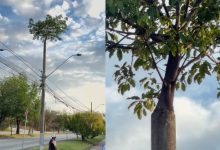 Parece montagem, mas é real: árvore cresce junto a poste e surpreende quem passa pelo local