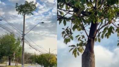 Parece montagem, mas é real: árvore cresce junto a poste e surpreende quem passa pelo local