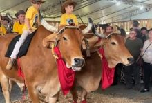 Baiano e Gigante: dupla de bois que virou atração por onde passa chega à Expo Ascurra
