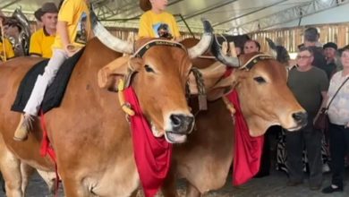 Baiano e Gigante: dupla de bois que virou atração por onde passa chega à Expo Ascurra