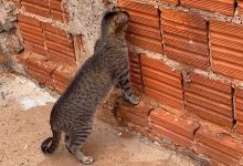 Gata fofoqueira encontra buraco no muro e passa mais de meia hora de olho no vizinho