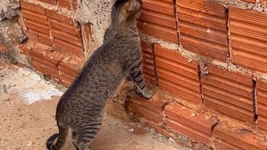Gata fofoqueira encontra buraco no muro e passa mais de meia hora de olho no vizinho