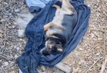 Menina presta última homenagem a cão e parceiro de 11 anos após envenenamento em SC