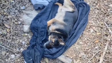 Menina presta última homenagem a cão e parceiro de 11 anos após envenenamento em SC