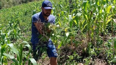 Sobrevivente de descarga elétrica de 13,8 mil volts impressiona ao trabalhar na roça sem os dois braços