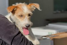 Indaial promove castração gratuita de cães e gatos com microchipagem neste sábado