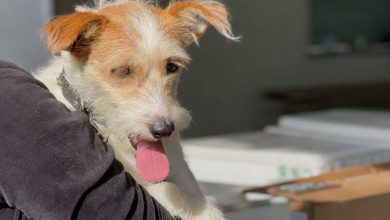 Indaial promove castração gratuita de cães e gatos com microchipagem neste sábado