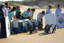 Após dois meses de reabilitação, 15 pinguins resgatados em praias de SC voltam ao mar