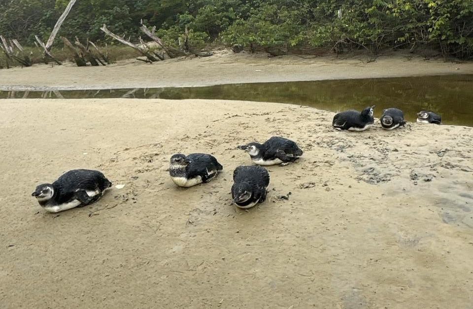 Após dois meses de reabilitação, 15 pinguins resgatados em praias de SC voltam ao mar