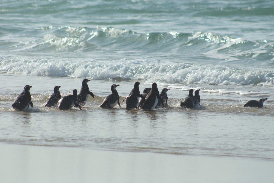 Após dois meses de reabilitação, 15 pinguins resgatados em praias de SC voltam ao mar