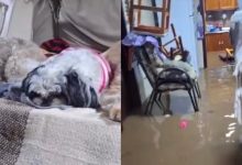 Água invade casa e deixa casal ilhado com cães durante temporal no RS