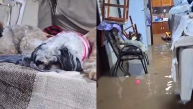 Água invade casa e deixa casal ilhado com cães durante temporal no RS