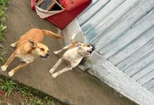 Cães são encontrados sem comida em casa abandonada e tutora acaba presa em Blumenau