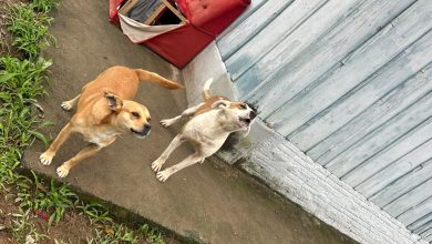 Cães são encontrados sem comida em casa abandonada e tutora acaba presa em Blumenau