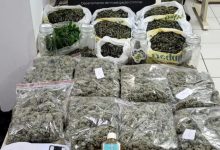 Cultivo de cannabis autorizado pela Justiça termina em prisão por suspeita de tráfico em SC