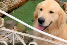 Golden retriever viraliza nas redes e transforma portão de casa em atração turística em SC