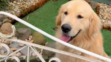 Golden retriever viraliza nas redes e transforma portão de casa em atração turística em SC