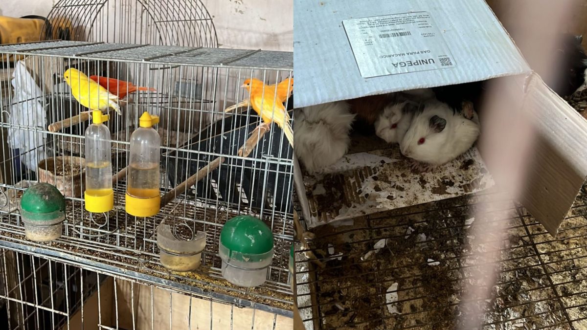 Veneno à venda e animais mortos: operação expõe cenário chocante em Blumenau