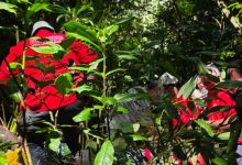 Gritos de socorro ajudam a salvar homem que caiu de cachoeira em Ascurra