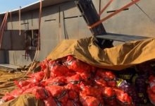 Caminhoneiro tem carga de cebola saqueada após carreta tombar e ele ir ao hospital