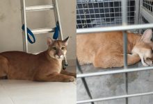 Onça-parda invade área urbana, passa por quintais e acaba capturada em garagem de prédio em SC