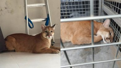 Onça-parda invade área urbana, passa por quintais e acaba capturada em garagem de prédio em SC