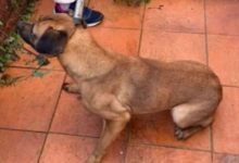 Cadela é encontrada em meio a fezes e lixo, e possível abuso sexual é investigado em SC