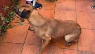 Cadela é encontrada em meio a fezes e lixo, e possível abuso sexual é investigado em SC