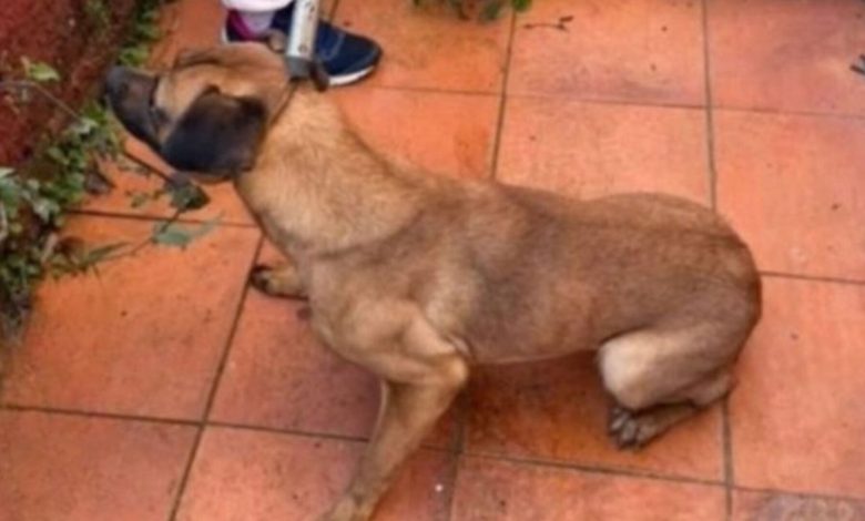 Cadela é encontrada em meio a fezes e lixo, e possível abuso sexual é investigado em SC