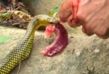 Cobra-d’água se aproxima de casal e ganha ‘petisco’ durante limpeza de peixe em SC