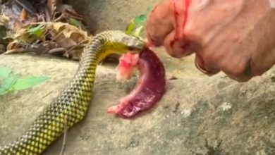 Cobra-d’água se aproxima de casal e ganha ‘petisco’ durante limpeza de peixe em SC