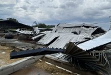 Temporal não dá trégua e derruba galpão com vacas em SC; animais ficam feridos