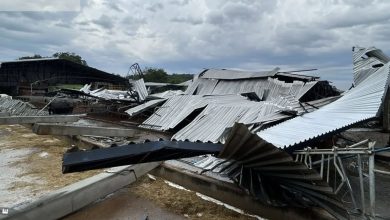 Temporal não dá trégua e derruba galpão com vacas em SC; animais ficam feridos
