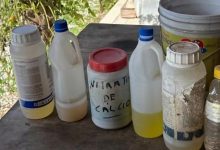 Mulher é investigada suspeita de matar 11 gatos envenenados em SC
