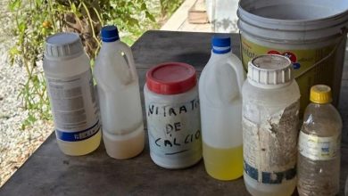 Mulher é investigada suspeita de matar 11 gatos envenenados em SC