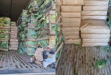 Repolho recheado: carga escondia 2,4 toneladas de maconha em SC