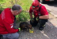 Cachorro fica preso no para-choque após ser atropelado e bombeiros usam serra para resgate em Pomerode