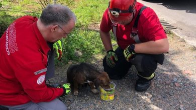 Cachorro fica preso no para-choque após ser atropelado e bombeiros usam serra para resgate em Pomerode