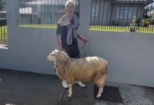 ‘Poodle gigante’: senhor chama atenção ao passear com seu ‘cachorro-ovelha’ em Timbó